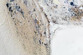 Why You Should Choose Our Mold Remediation Services in Baytown, TX